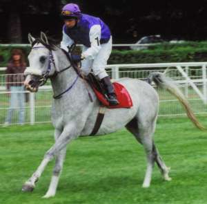 Effendi auf der Rennbahn